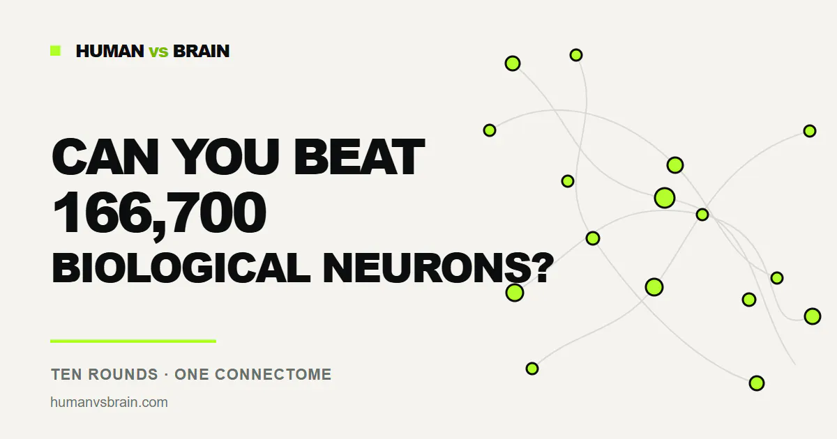Human vs Brain gallery image