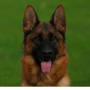 German Shepherd Dogs and Puppies 