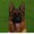 German Shepherd Dogs and Puppies
