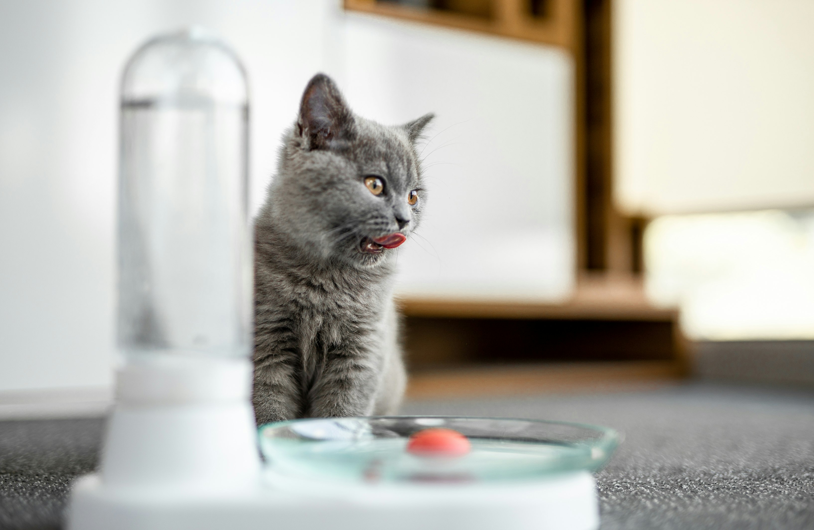 KittySpring gallery image