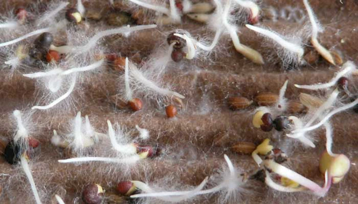 Aplicación de micorrizas en agricultura