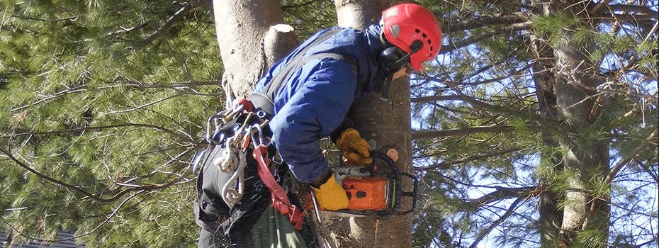 PCTrees Services - Tree Removal media 2
