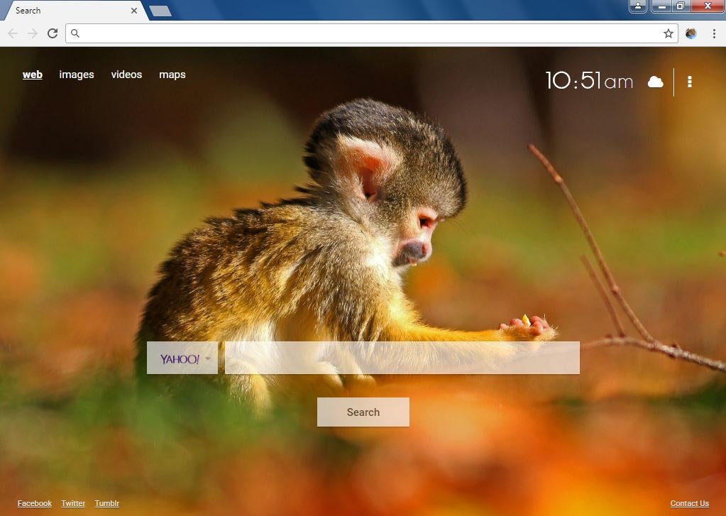 Monkey Wallpapers Chrome Extension gallery image