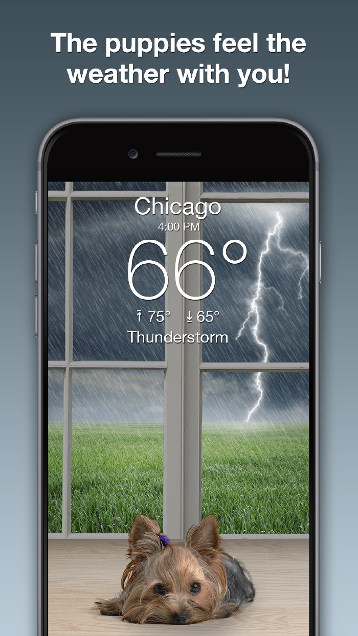 Weather Puppy App gallery image