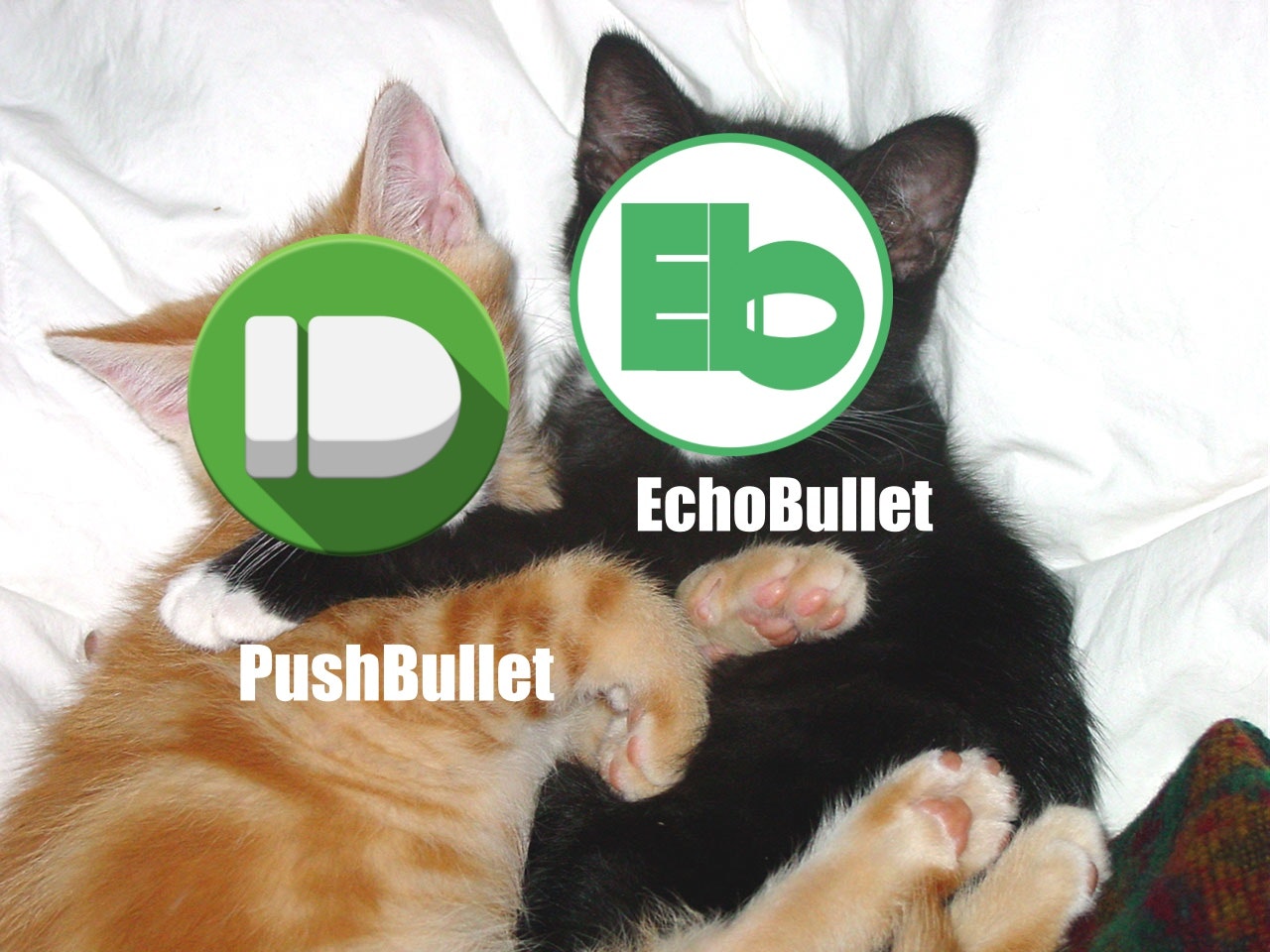 echobullet