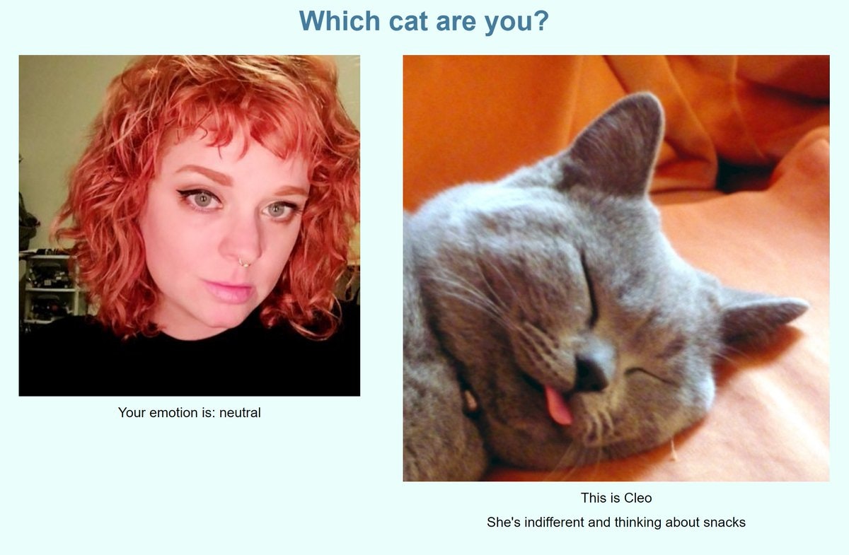 Which Cat Are You?