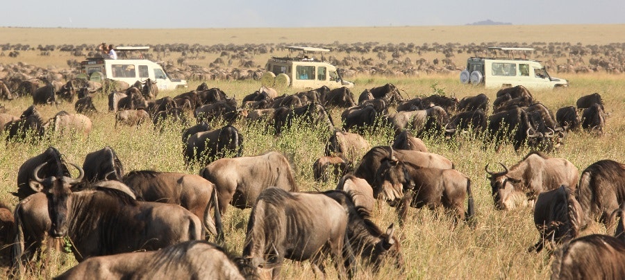 Africantrust Safari gallery image