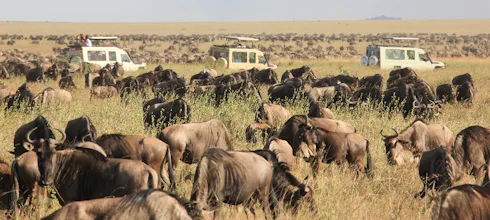 Africantrust Safari gallery image