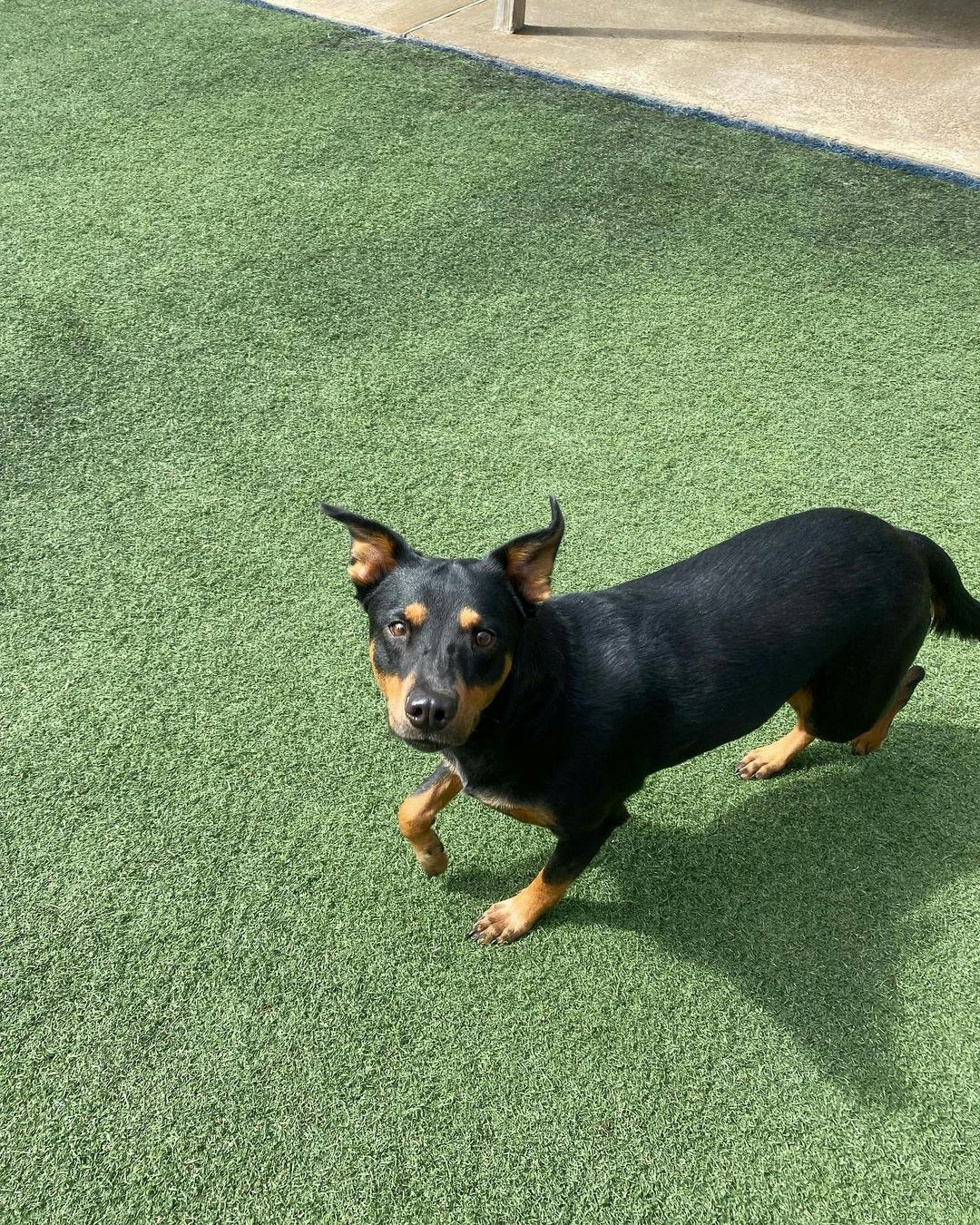 Dog Boarding Services  gallery image