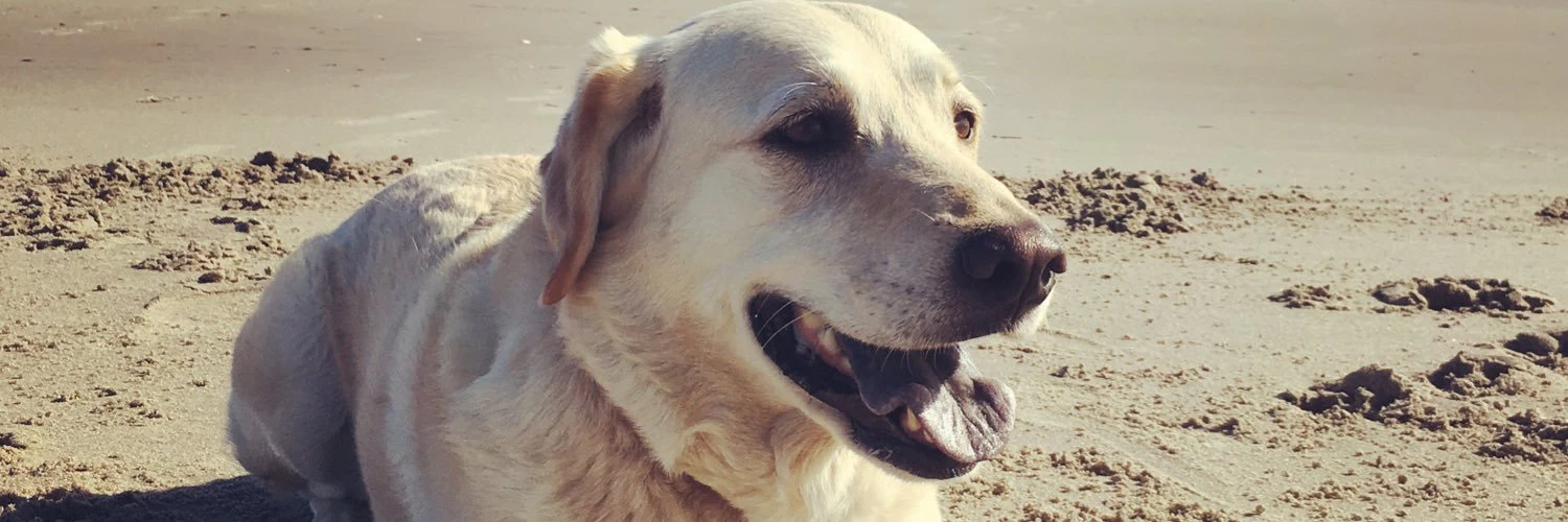 Henrik Werdelin cover