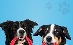 Hundeo: Dog Training App media 2