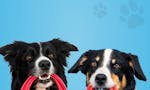 Hundeo: Dog Training App image