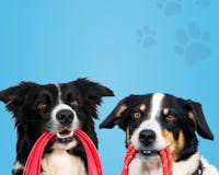 Hundeo: Dog Training App media 2