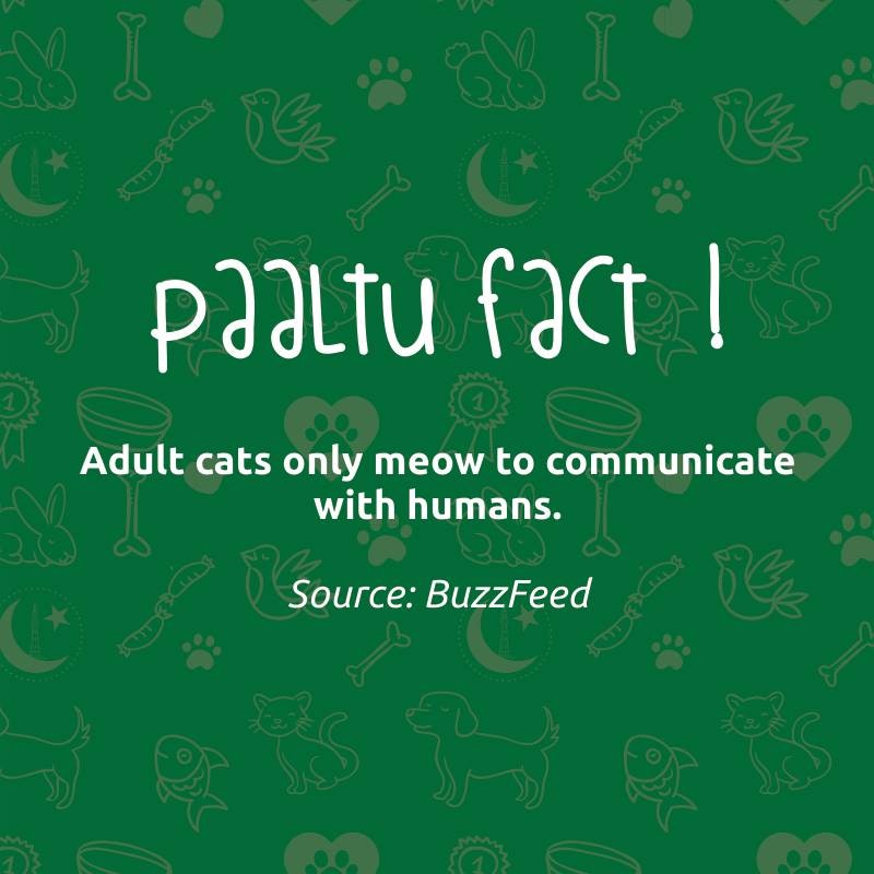 Paaltu PK gallery image