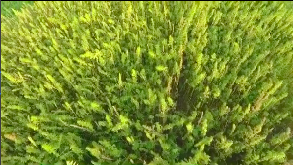 Luxurious Hemp Jacket (Kickstarter) gallery image