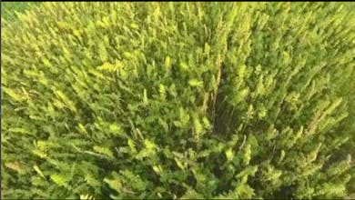 Luxurious Hemp Jacket (Kickstarter) gallery image