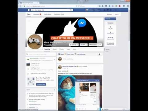 Mica, the hipster cat gallery image