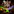 ForgePlay, Windows games on Mac GameMode