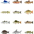 Fishbrain - Fishing App