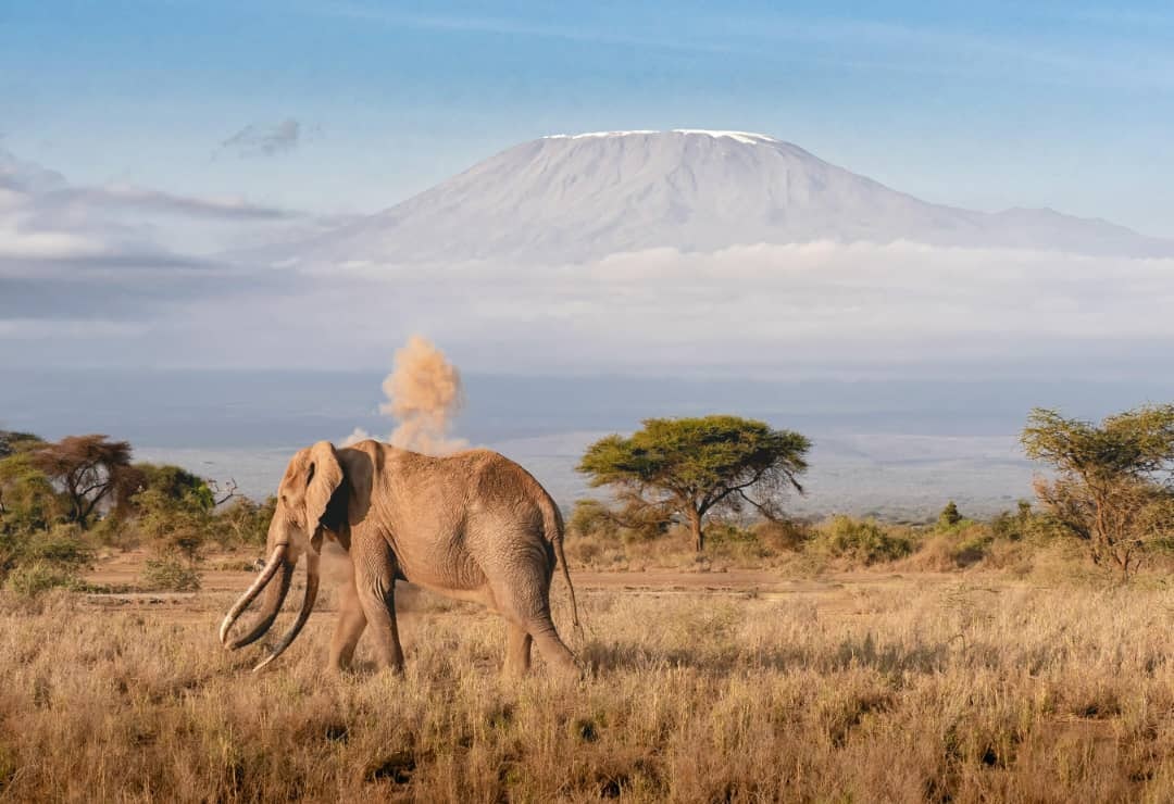 Africantrust Safari gallery image