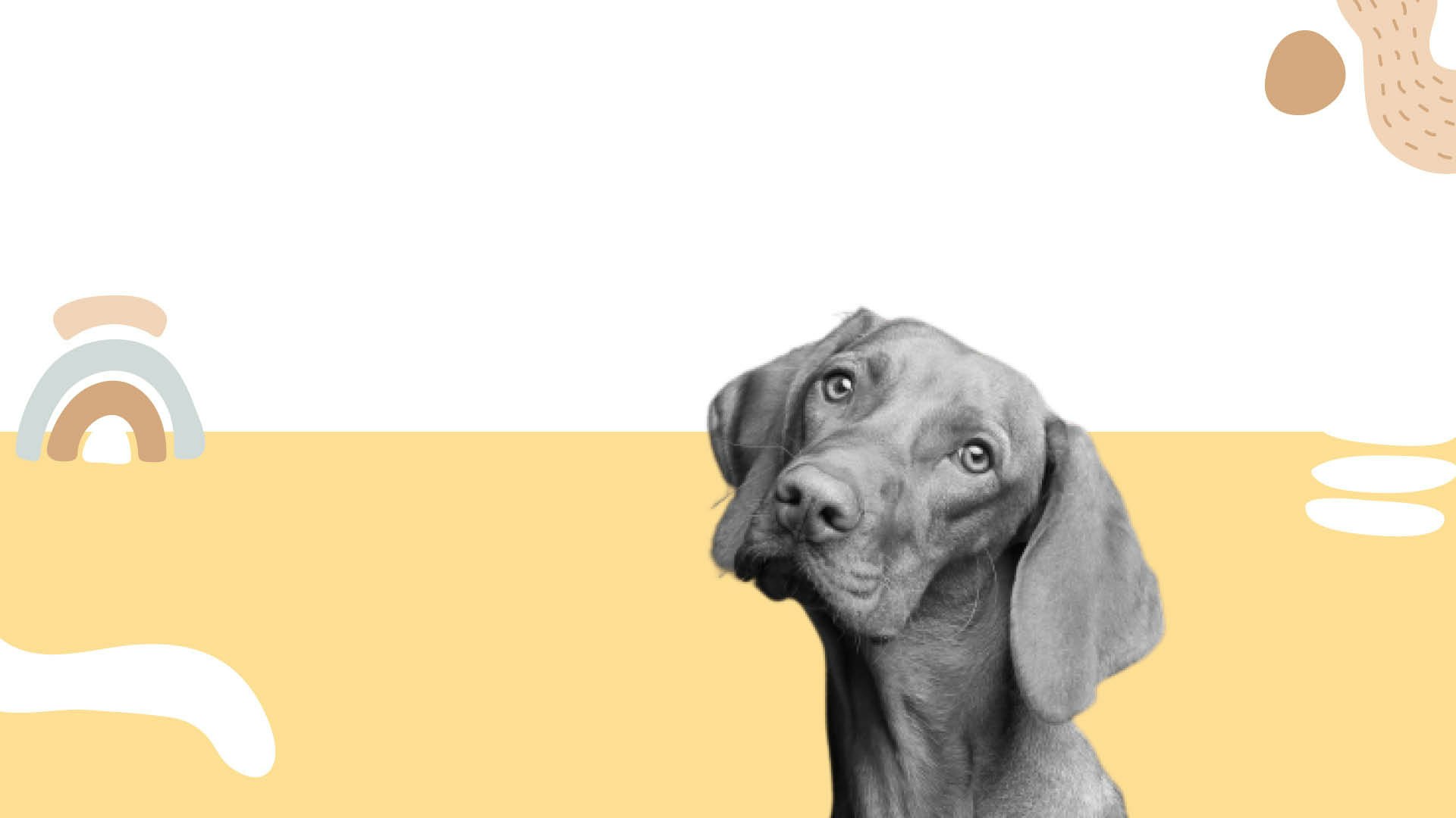 Coração do animal de estimação media 1
