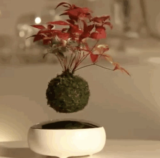 Air Bonsai gallery image