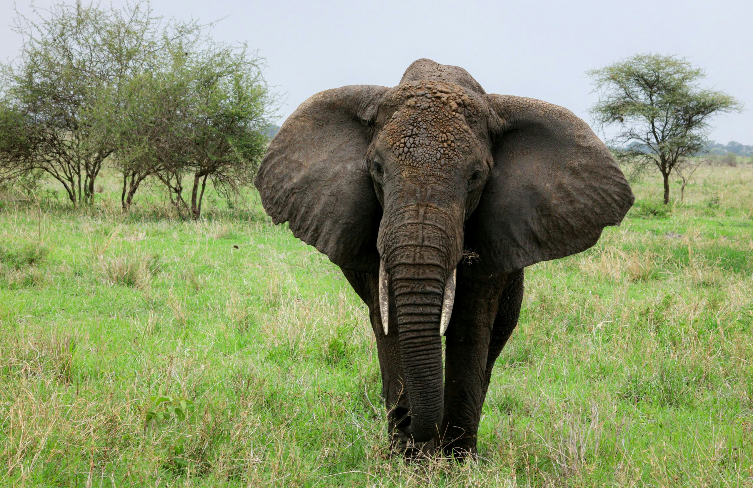 Africantrust Safari gallery image