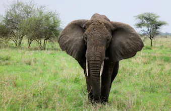 Africantrust Safari gallery image