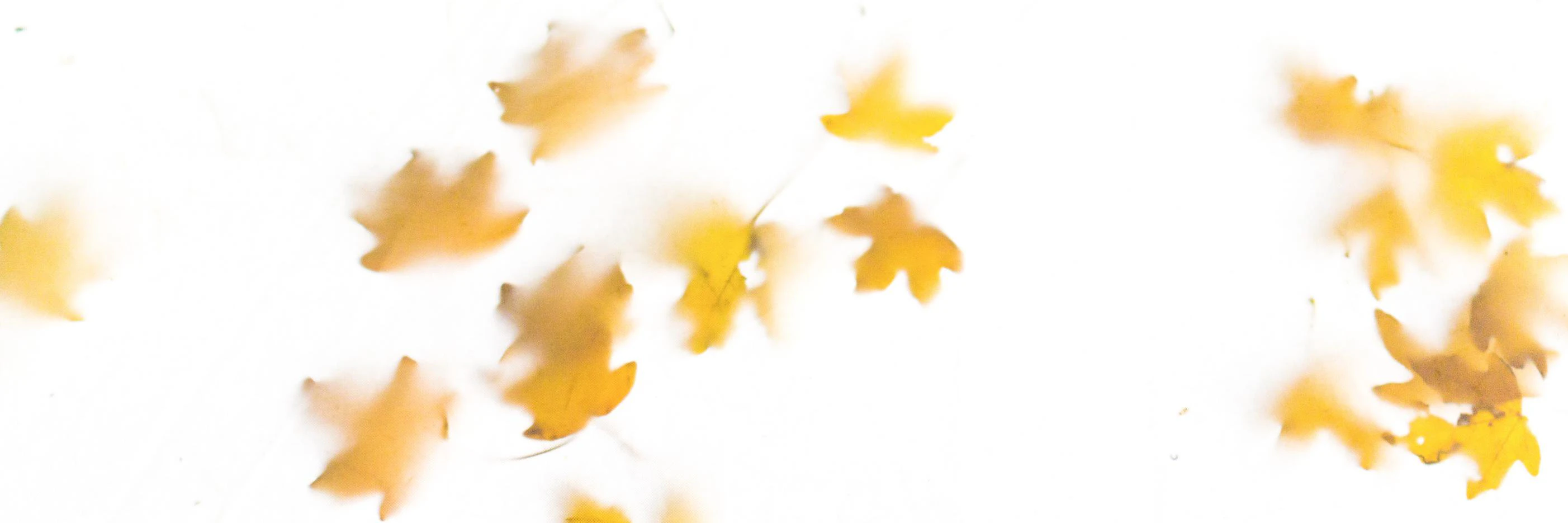 Andrey Okonetchnikov cover