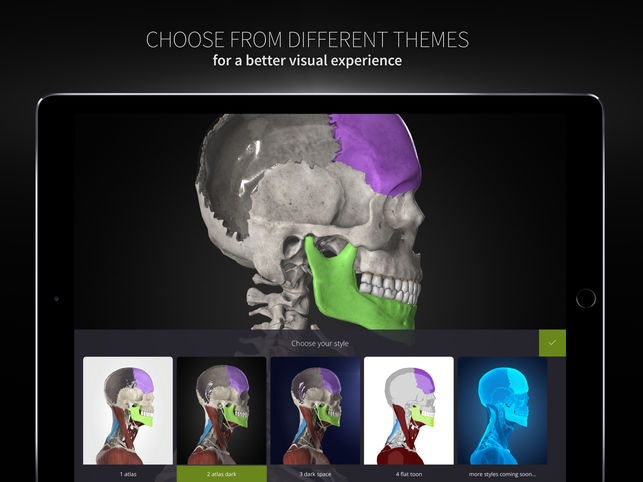 Anatomyka gallery image