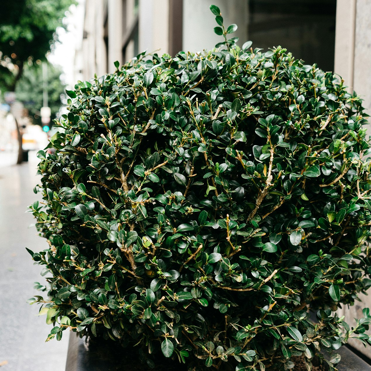 Bushit gallery image