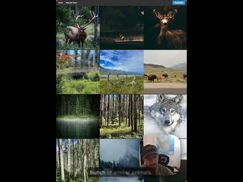 Shimmer gallery image