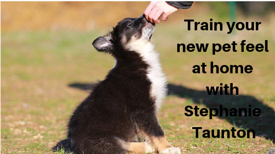 Stephanie Taunton – Train Your New Pet Feel at Home gallery image