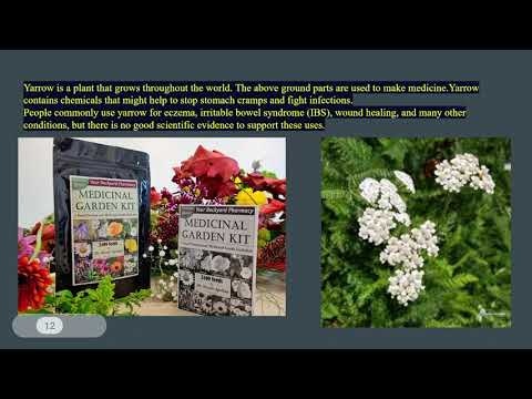 Medicinal Garden Kit gallery image