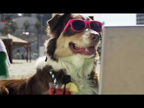 Matchdog gallery image