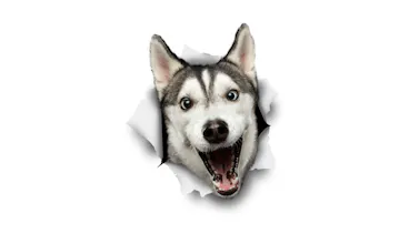 Husky gallery image
