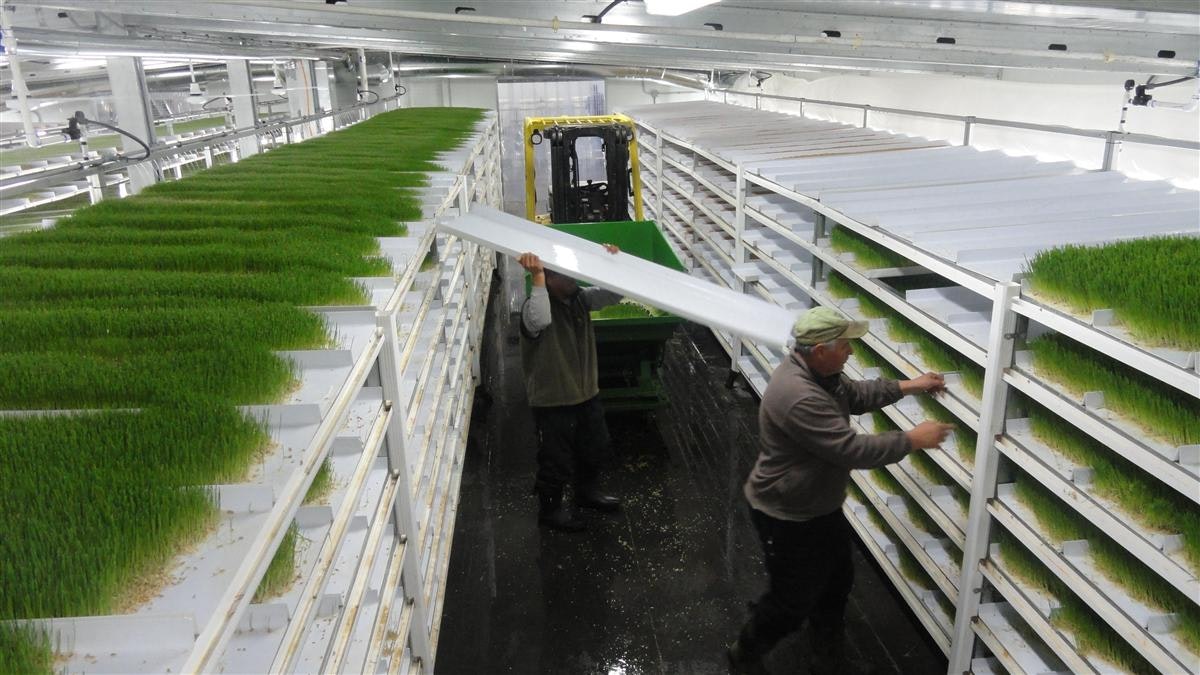 水耕飼料システム - 飼料システム、水耕栽培飼料システム、大麦飼料システムメディア2
