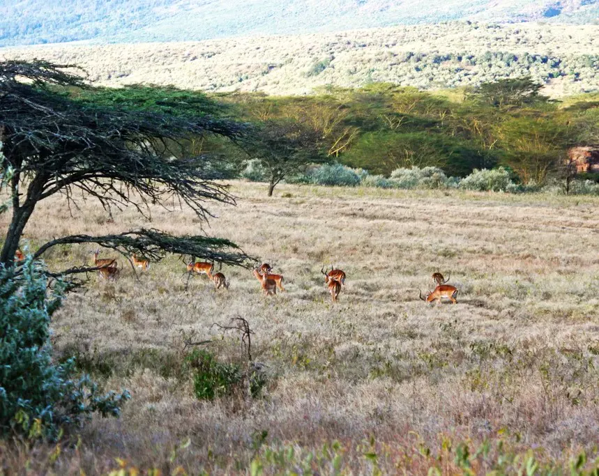 Wildlife Conservation Legacy in Kenya gallery image