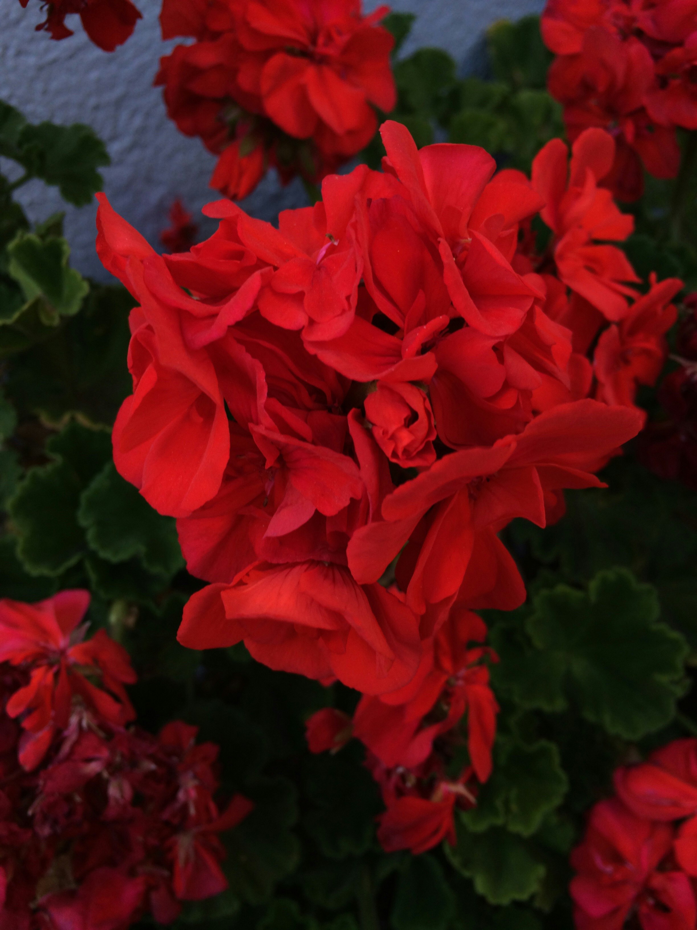 Audrey 2.0 gallery image