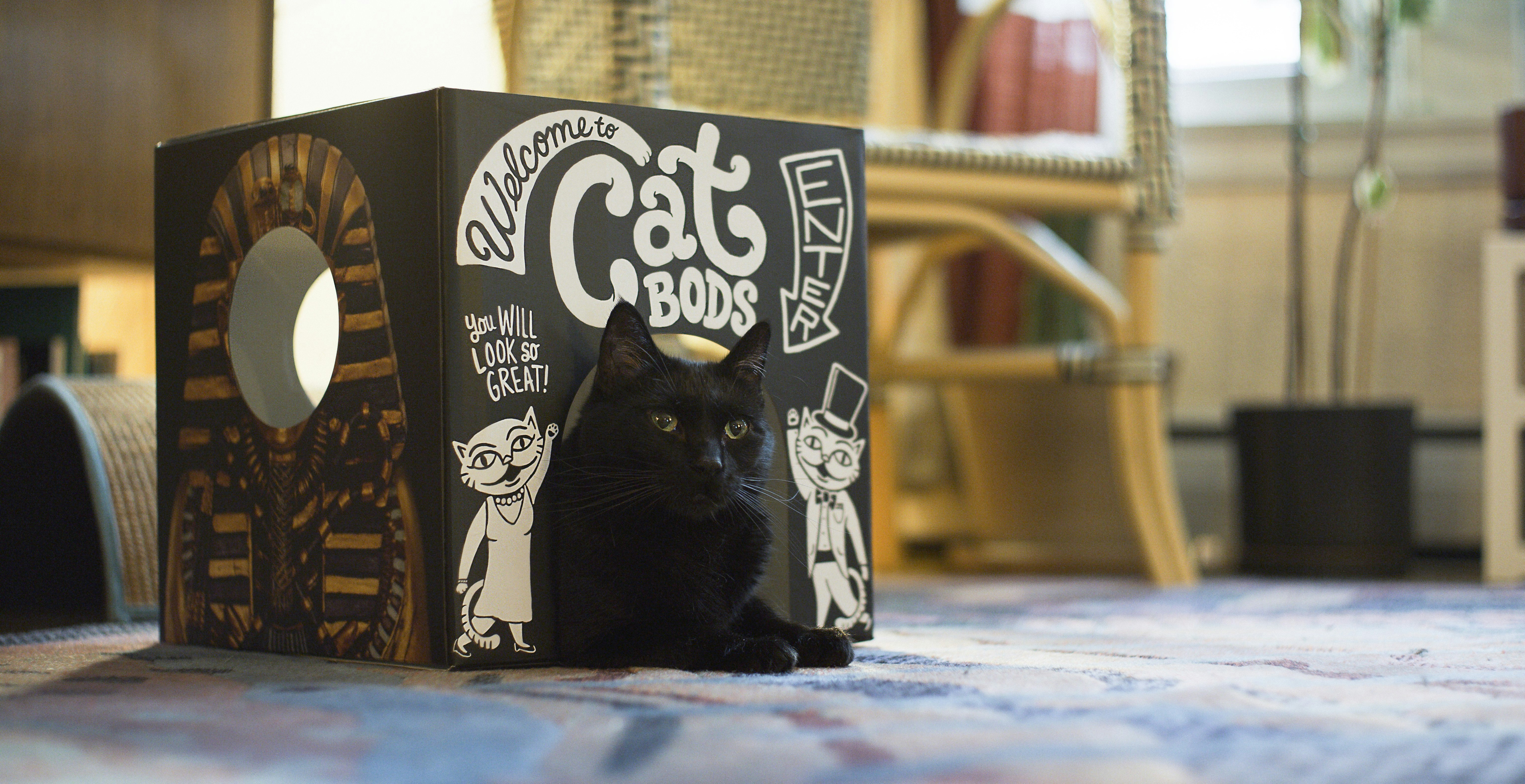 Cat Bods gallery image