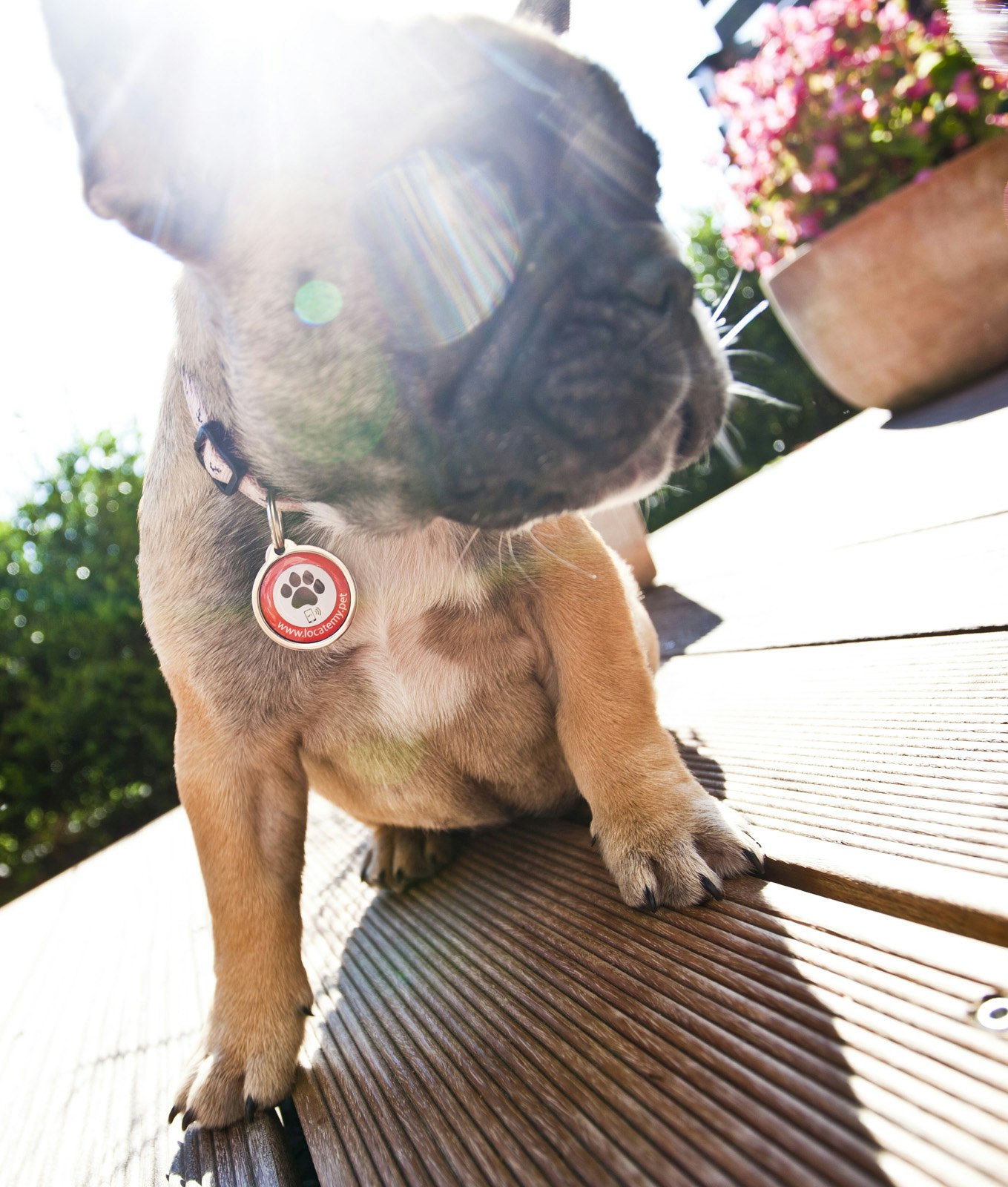 A simple pet locating device gallery image