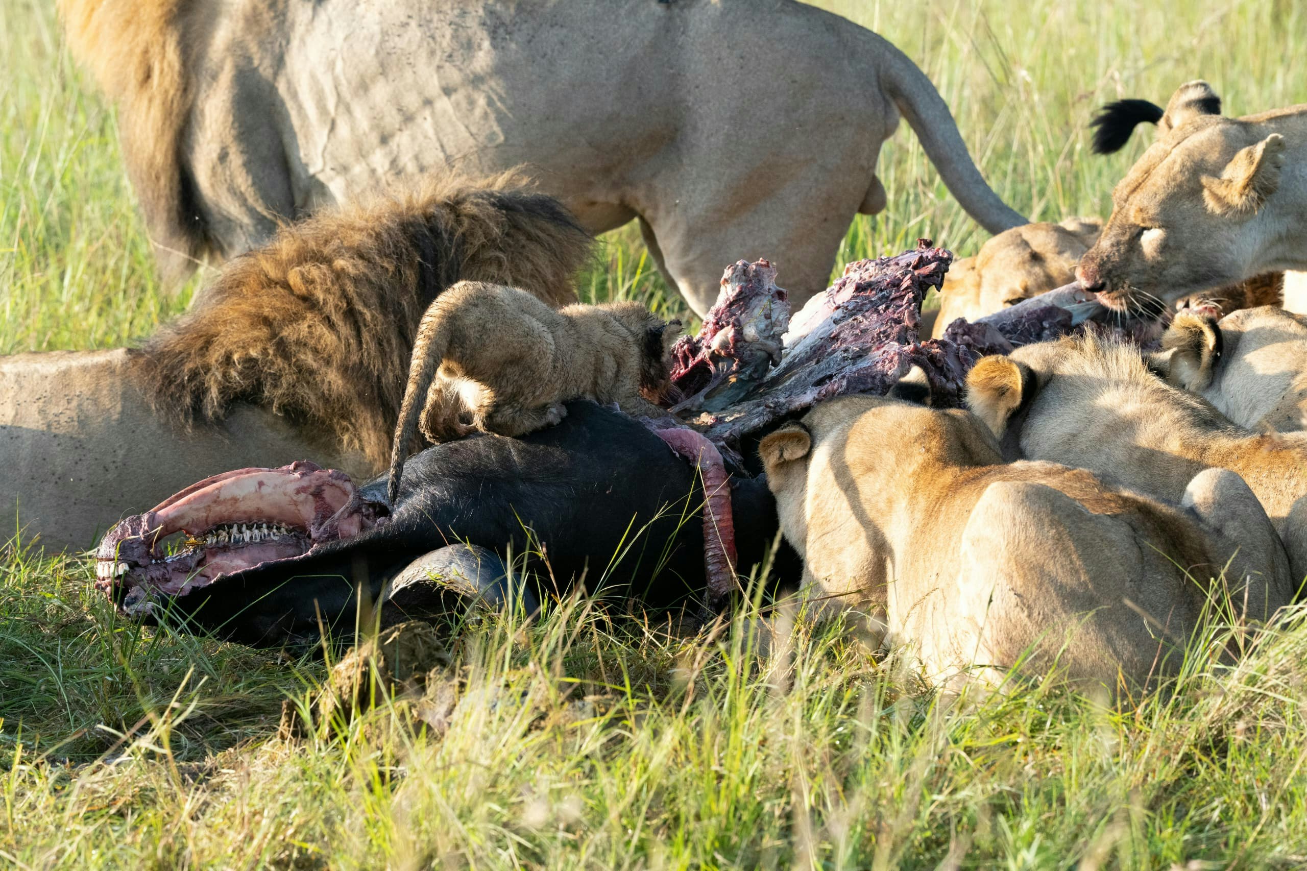 Africantrust Safari gallery image
