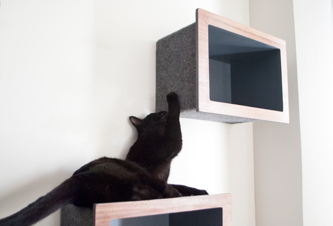 Cat Case on Kickstarter gallery image