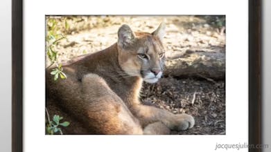 Jacques Julien Photography gallery image