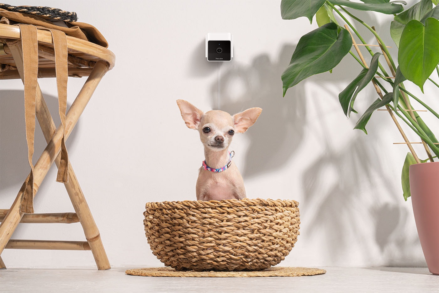 Petcube Cam gallery image