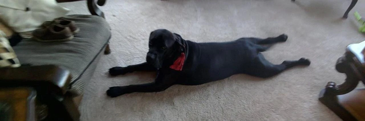 Harrison Jackson cover