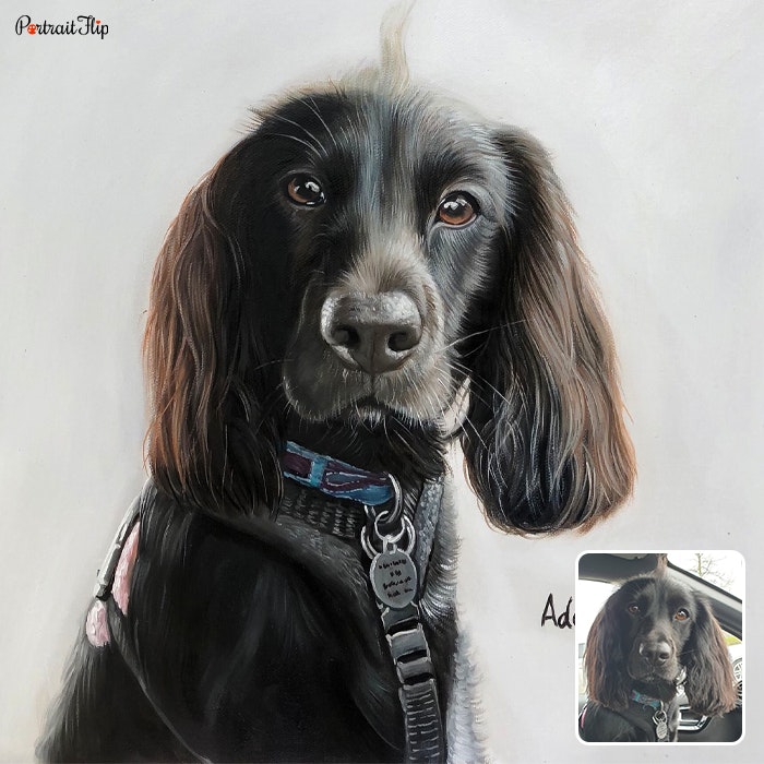 Pet Portraits by PortraitFlip