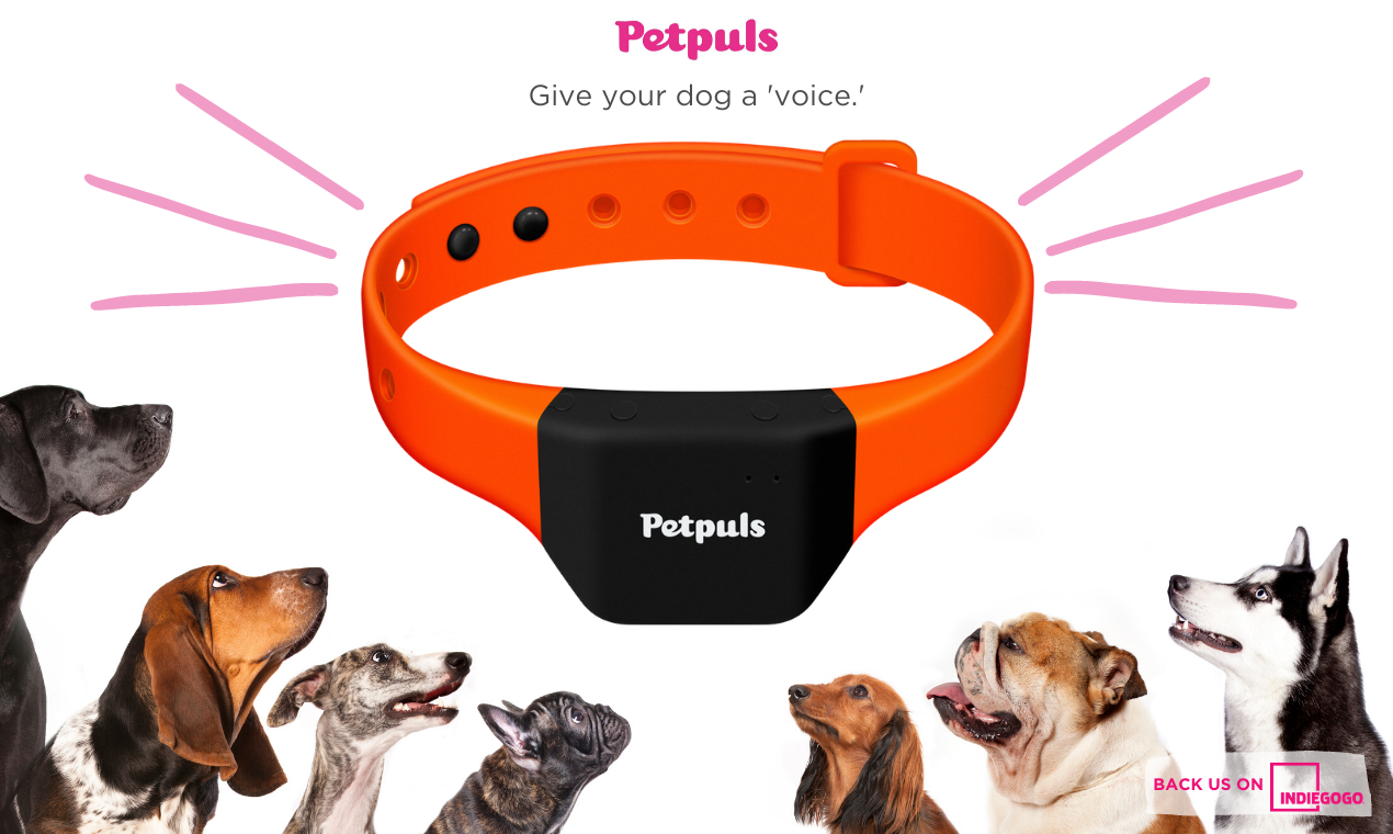 Petpuls: the AI-powered dog collar gallery image