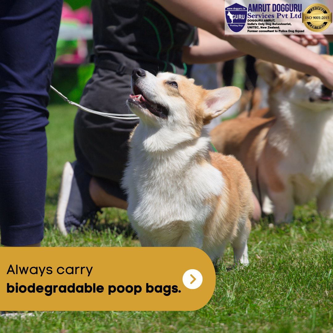 Socialisatietraining voor honden! media 6