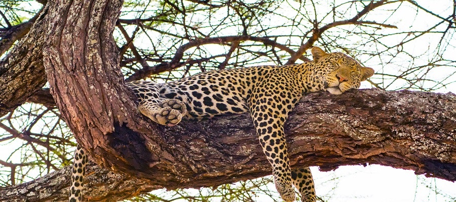 Africantrust Safari gallery image